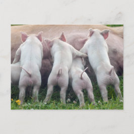 Gullig sjukvårdPigletsvykort Vykort