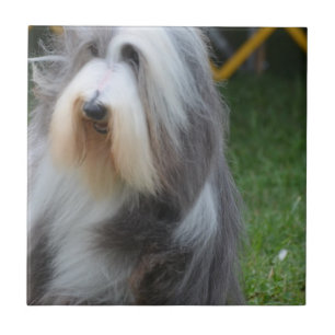 Gullig skäggig Collie Kakelplatta