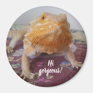 Gullig skäggig drakebild magnet
