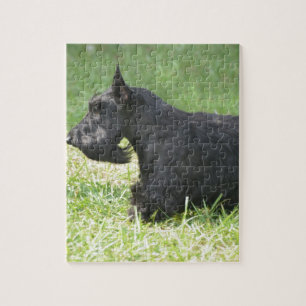 Gullig skotsk Terrier Pussel