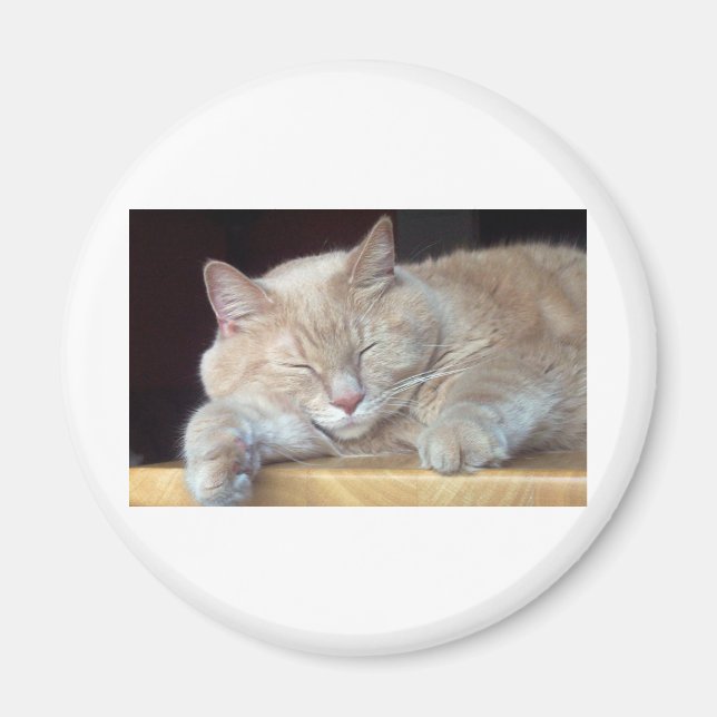 GULLIG SÖMNIG KATT MAGNET (Framsidan)