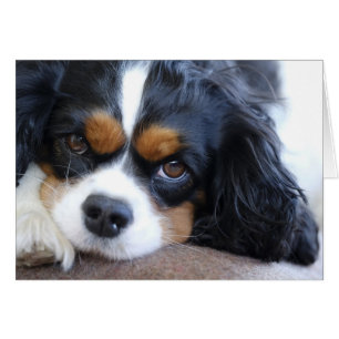 Gullig Spanielhund för kung Charles Hälsningskort