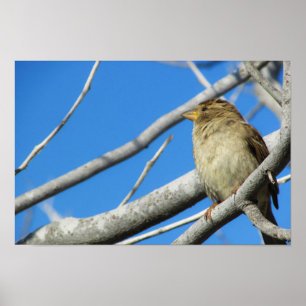 Gullig sparrow poster