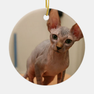 Gullig sphynxkattunge "mig furless förmiddag, är julgransprydnad keramik