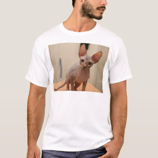 Gullig sphynxkattunge "mig furless förmiddag, är tröja