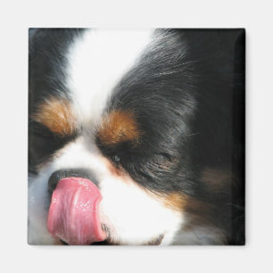 Gullig stolt Spanial hundmagnet Magnet