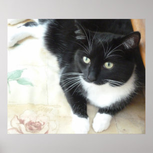 Gullig svart- & vitkatt poster