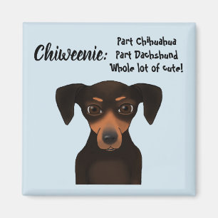 Gullig tax för Chiweenie gillandeChihuahua Magnet