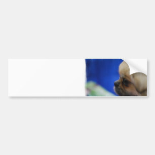 Gullig tibetan Spanielbildekal Bildekal