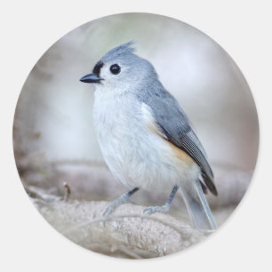 Gullig Tufted mes Runt Klistermärke