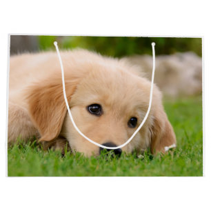 Gullig valp för guld- Retriever som drömm porträtt