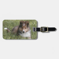 Gullig valp för Shetland Sheepdog som ljuger i