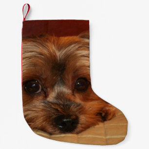 Gullig valp för Yorkshire Terrier Liten Julstrumpa