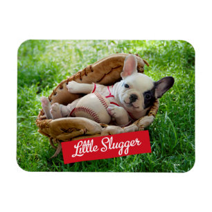 Gullig valp i en baseballkarda magnet