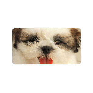 Gullig valp Shih Tzu Adressetikett
