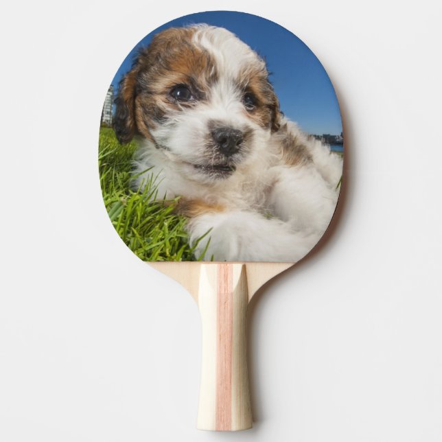 Gullig valphund (Shitzu) Pingisracket (Framsidan)