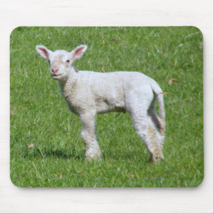 Gullig vårLamb Musmatta