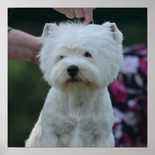 Gullig västra höglands- vitTerrier Poster