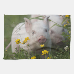 Gullig vitPiglet i fält av gula blommor Kökshandduk