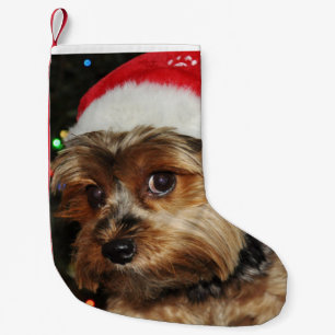 Gullig Yorkshire Terrier med den Santa hatten Liten Julstrumpa