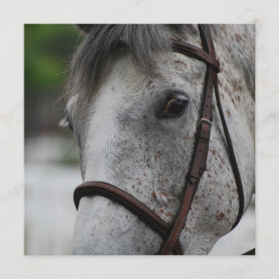 Gulliga Appaloosahästinbjudningar Inbjudningar