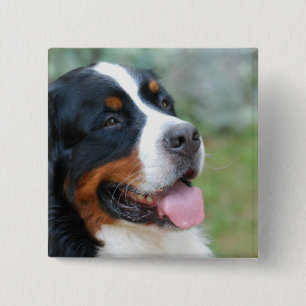 Gulliga Bernese knäppas Knapp