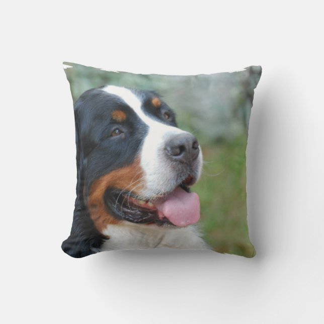 Gulliga Bernese kudder Kudde (Framsida)