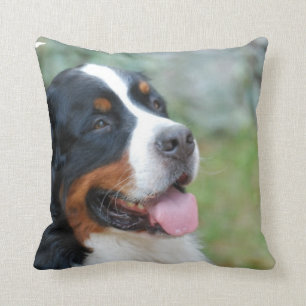 Gulliga Bernese kudder Kudde