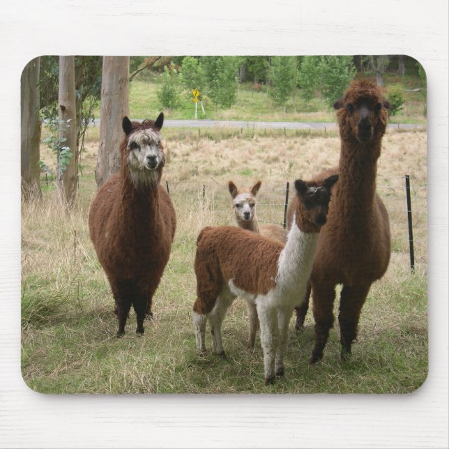 Gulliga bruna Alpacas i zooen Musmatta (Framsidan)