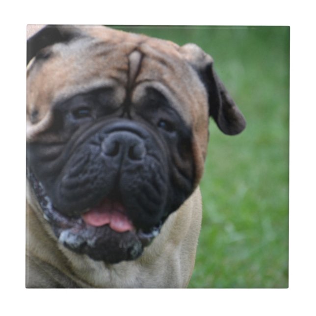 Gulliga Bullmastiff Kakelplatta (Framsidan)