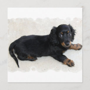 Gulliga Daschund inbjudningar