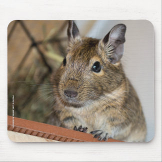 Gulliga Degu Musmatta