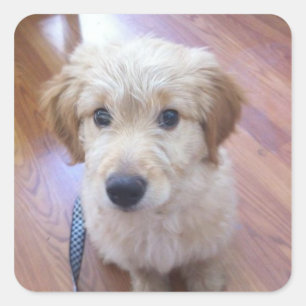 Gulliga GoldenDoodle valpbilder Fyrkantigt Klistermärke