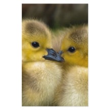 Gulliga gula fluffiga Ducklings, babyankor