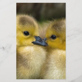 Gulliga gula fluffiga Ducklings, babyankor Brevpapper