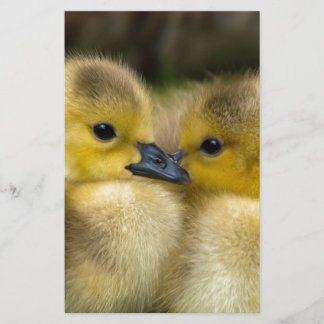 Gulliga gula fluffiga Ducklings, babyankor Brevpapper