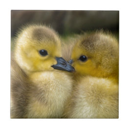 Gulliga gula fluffiga Ducklings, babyankor Kakelplatta