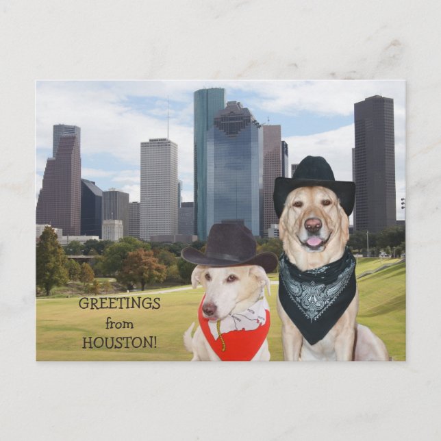 Gulliga hundar/labbhälsningar från Houston Vykort (Framsida)