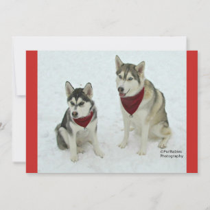 Gulliga Huskies som överför juljubel Julkort