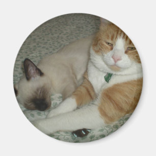 Gulliga katter magnet