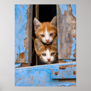 Gulliga kattkattungar i ett foto för poster