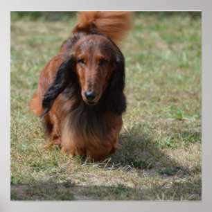 Gulliga långa Haired Daschund Poster