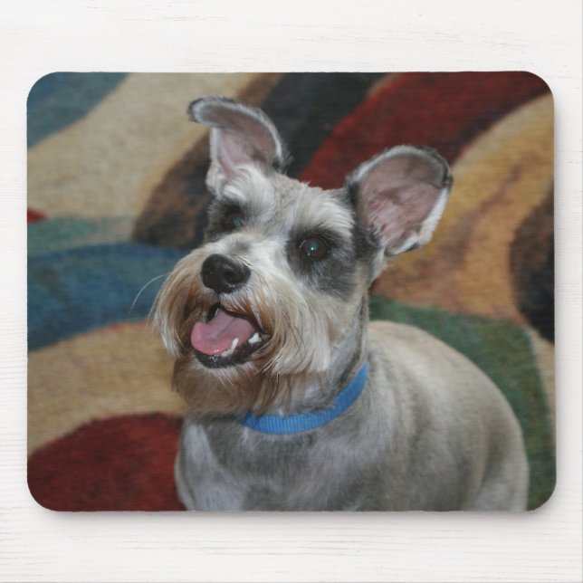 Gulliga mini- Sxhnauzer Musmatta (Framsidan)