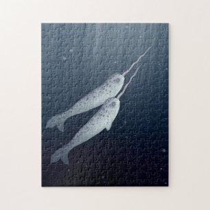 Gulliga Narwhals som tillsammans simmar Pussel