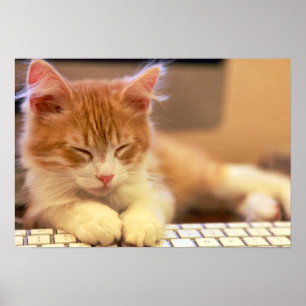 Gulliga orange kattungenedgångar sovande poster