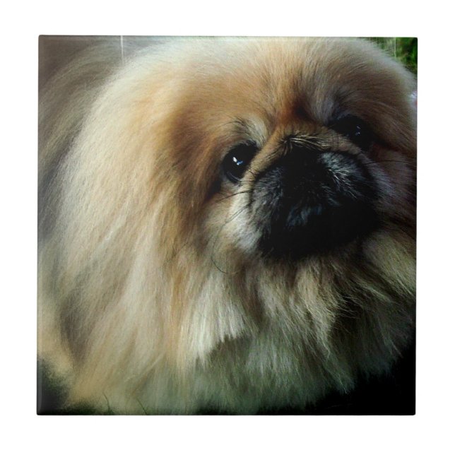 Gulliga Pekingese belägger med tegel Kakelplatta (Framsidan)