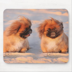 Gulliga Pekingese hundar Musmatta