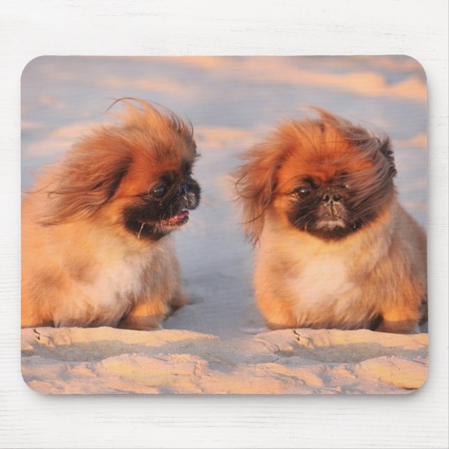 Gulliga Pekingese hundar Musmatta (Framsidan)