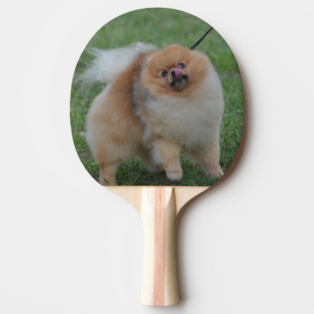 Gulliga Pomeranian Pingisracket (Framsidan)