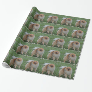 Gulliga Pomeranian Presentpapper